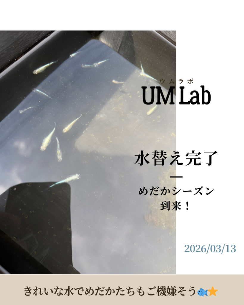 めだか水槽の水替え – UM Lab
